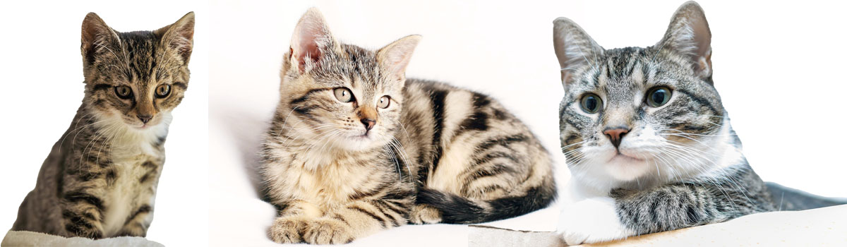 Fellnasen Wiki Katzen