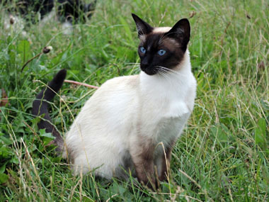 Siamkatze