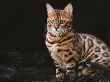 Bengalkatze