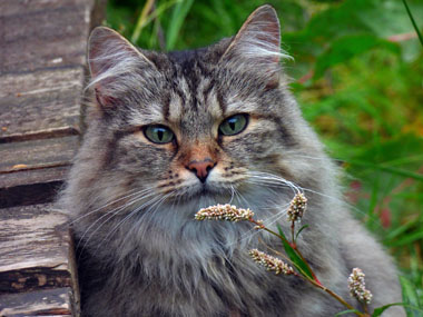 Norwegische Wildkatze