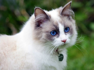 Ragdoll