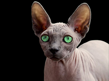 sphynx katze