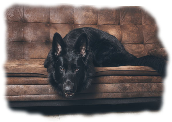 Was bekommmst du hier MeineFellnase Community